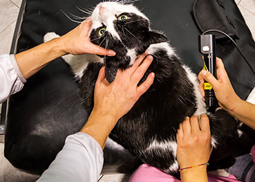 cat-laser-therapy-animal-medical-center-of-austin