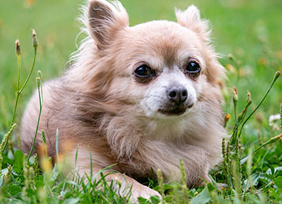 chihuahua-in-grass-animal-medical-center-of-austin