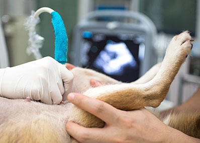 ultrasound-animal-medical-center-of-austin