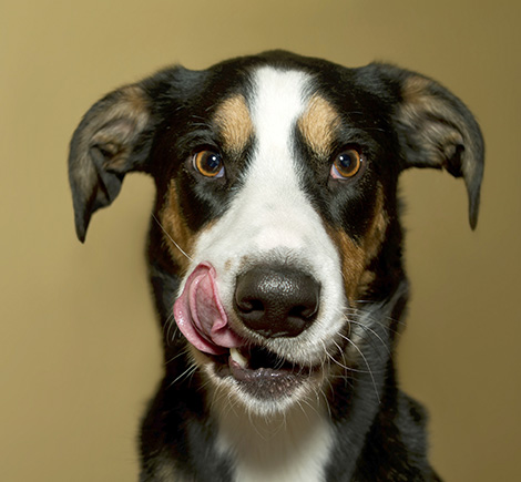 dog-licking-mouth