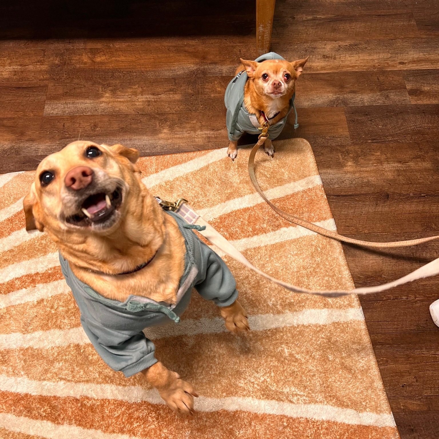 two smiling dogs posing in sweaters