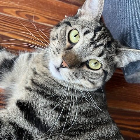 cat laying down looking at you