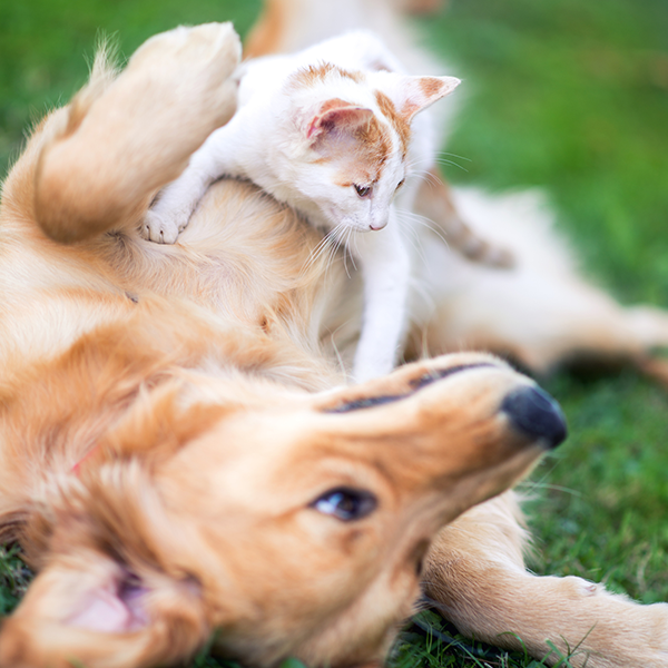 golden-retreiver-and-kitten-in-grass