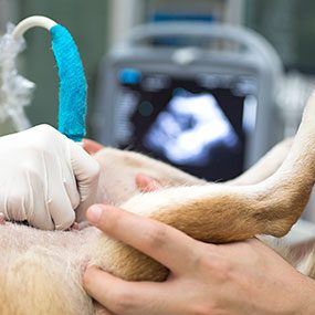 Pet radiology at Sun Dog Cat Moon in Johns Island